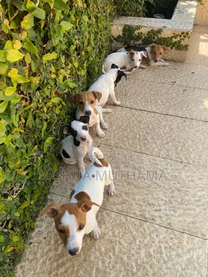 3-6 months Female Purebred Jack Russell Terrier