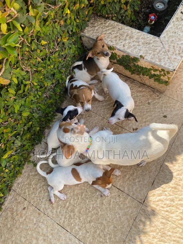 3-6 months Female Purebred Jack Russell Terrier - thumbnail 2