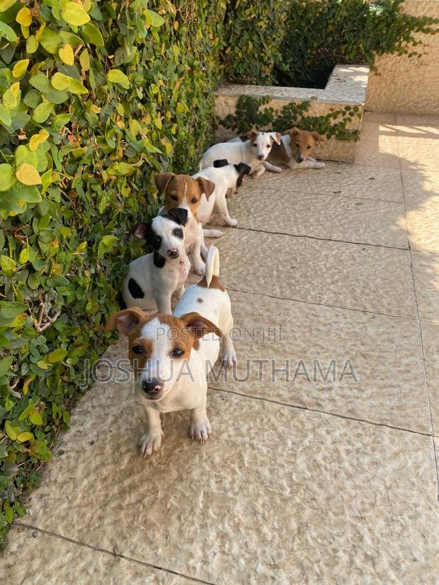3-6 months Female Purebred Jack Russell Terrier - thumbnail 3