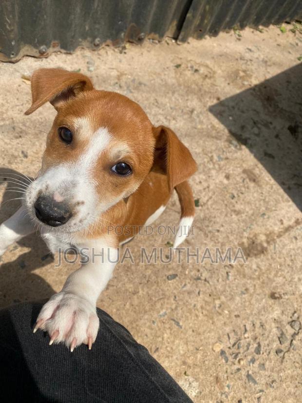 3-6 months Female Purebred Jack Russell Terrier - thumbnail 8