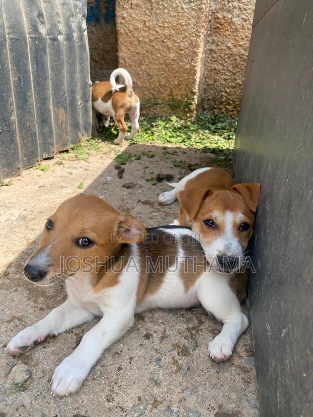 3-6 months Female Purebred Jack Russell Terrier - thumbnail 4