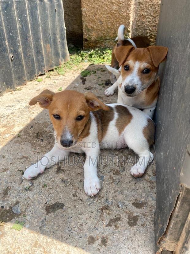 3-6 months Female Purebred Jack Russell Terrier - thumbnail 6