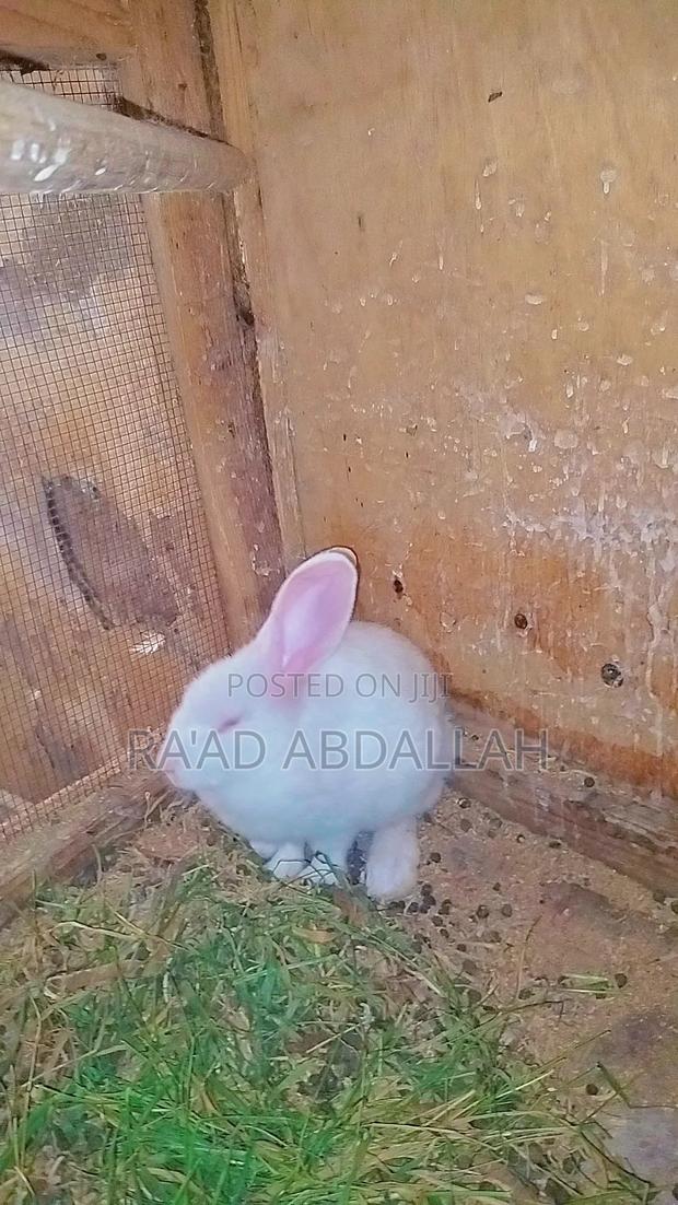 Rabbits for Sale