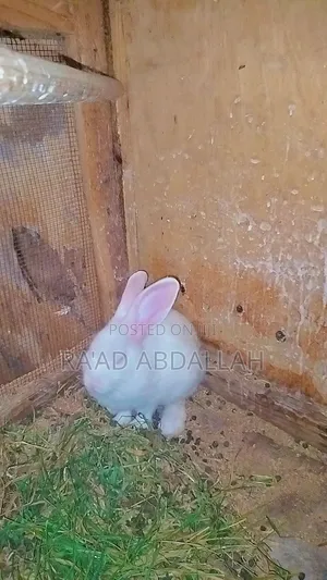 Rabbits for Sale