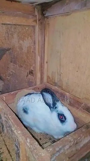 Rabbits for Sale