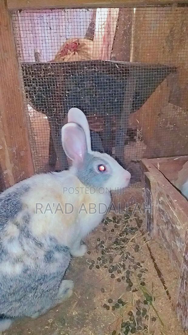 Rabbits for Sale - thumbnail 4