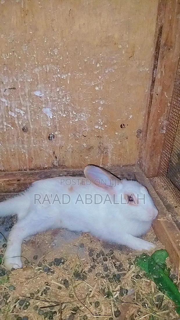 Rabbits for Sale - thumbnail 5