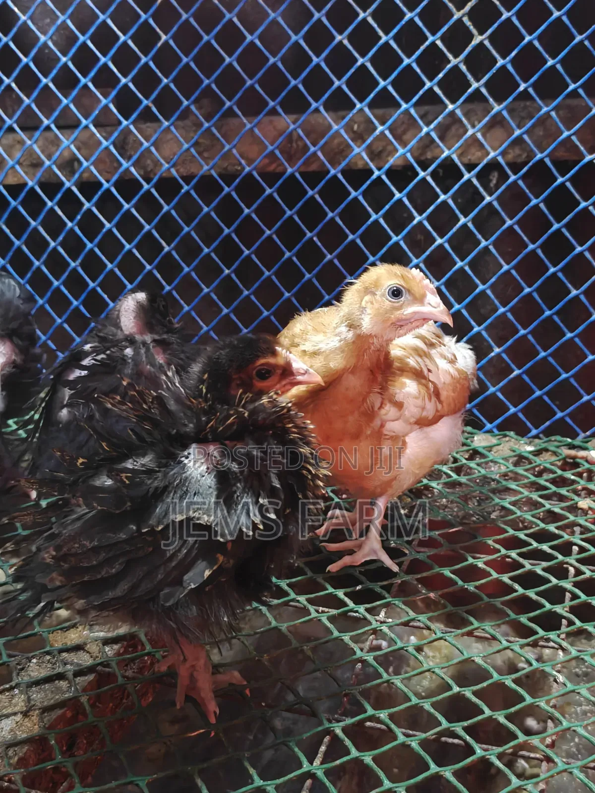 2 Months Old Improved Kienyeji Australorps/Orpington Cross Chicks