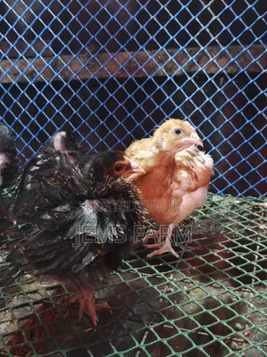 2 Months Old Improved Kienyeji Australorps/Orpington Cross Chicks