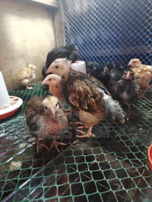 2 Months Old Improved Kienyeji Australorps/Orpington Cross Chicks