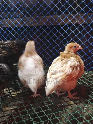 2 Months Old Improved Kienyeji Australorps/Orpington Cross Chicks