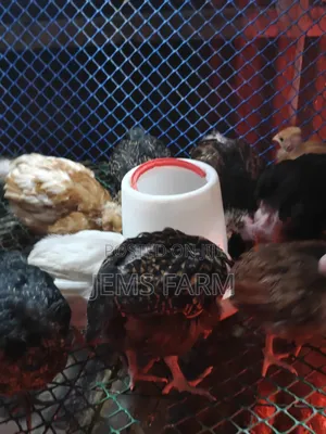 2 Months Old Improved Kienyeji Australorps/Orpington Cross Chicks