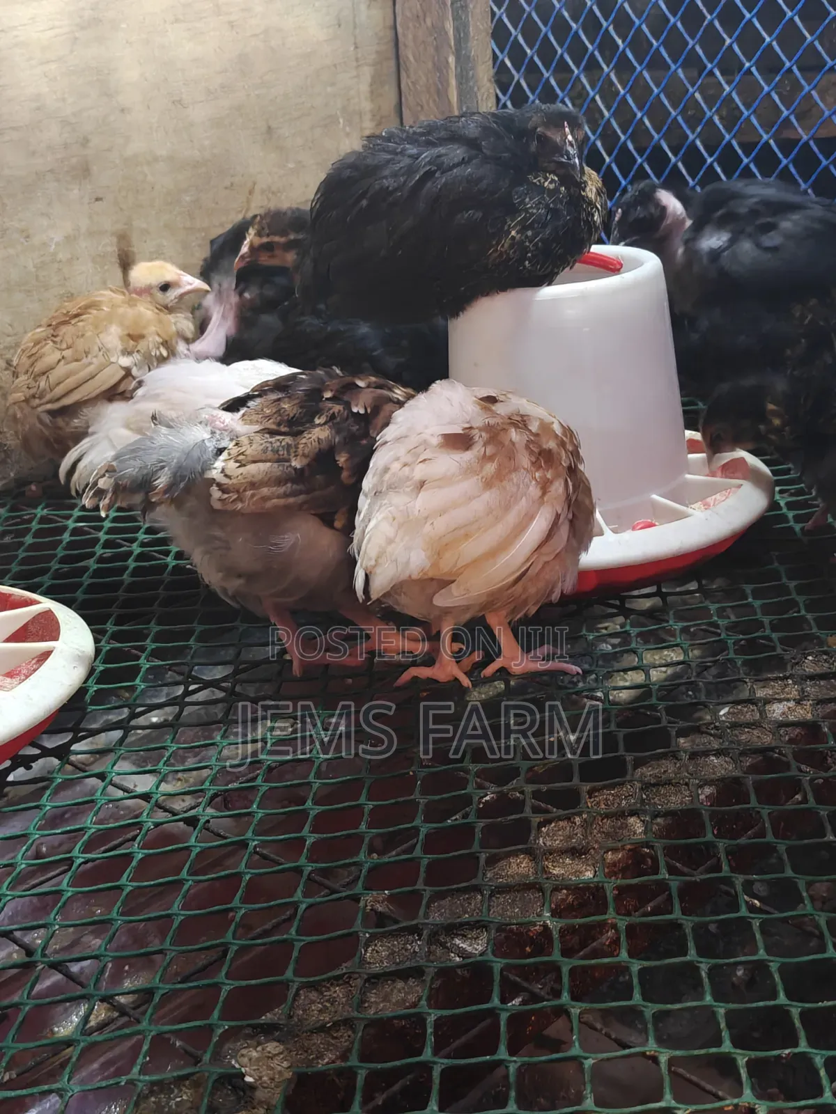 2 Months Old Improved Kienyeji Australorps/Orpington Cross Chicks