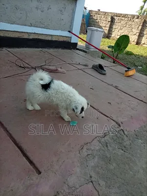 1-3 months Female Purebred Japanese Spitz