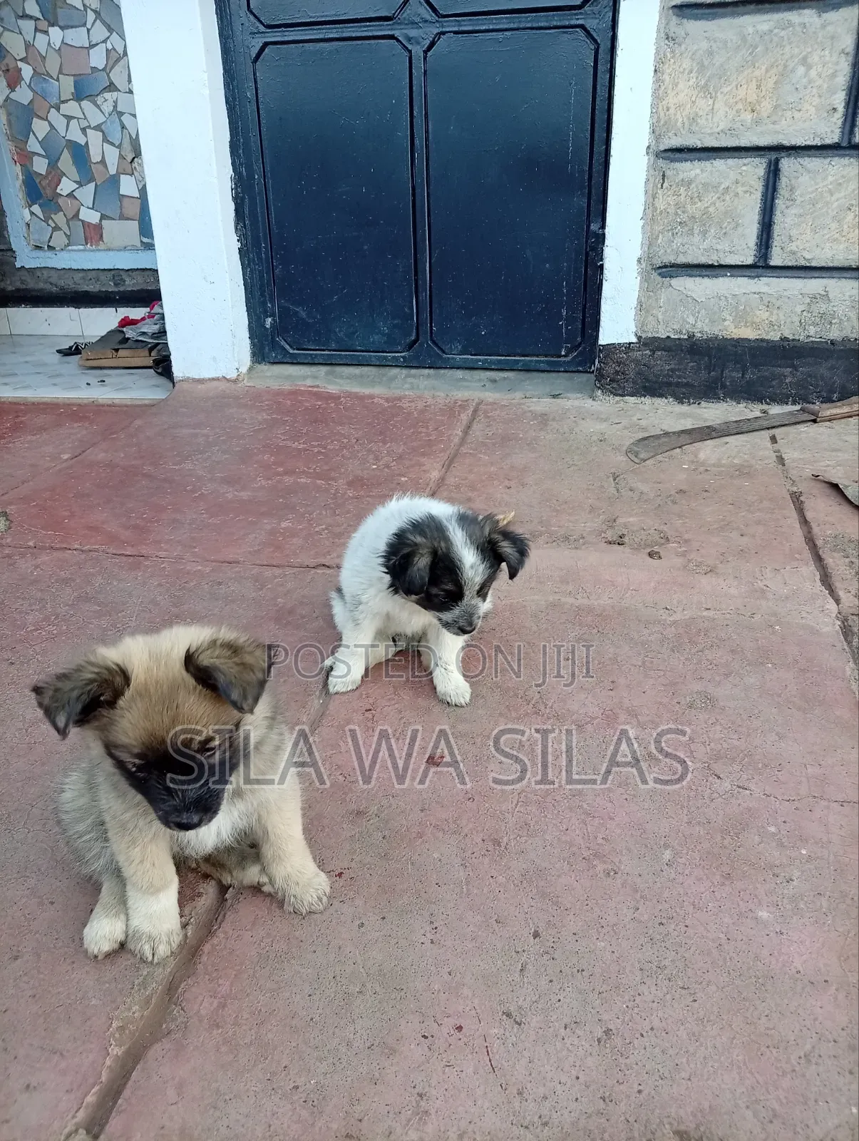 1-3 months Female Purebred Japanese Spitz