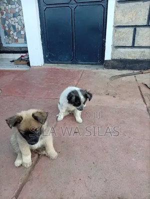 1-3 months Female Purebred Japanese Spitz