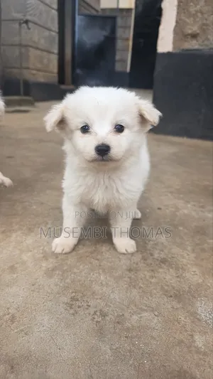 1-3 months Male Purebred Finnish Spitz
