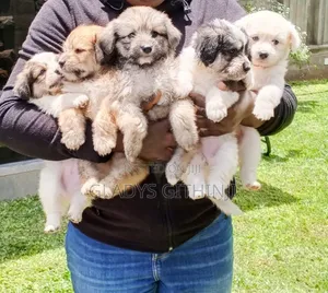 1-3 months Male Mixed Breed Norfolk Terrier