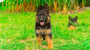 1-3 months Female Purebred German Shepherd