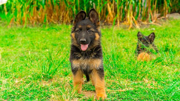 1-3 months Female Purebred German Shepherd