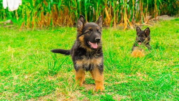 1-3 months Female Purebred German Shepherd - thumbnail 2