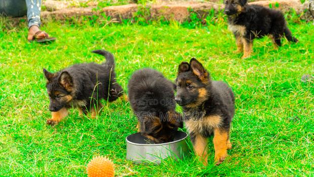 1-3 months Female Purebred German Shepherd - thumbnail 3