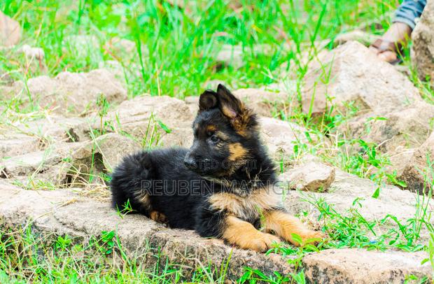 1-3 months Female Purebred German Shepherd - thumbnail 5