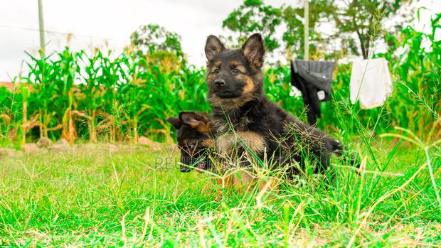 1-3 months Female Purebred German Shepherd - thumbnail 6