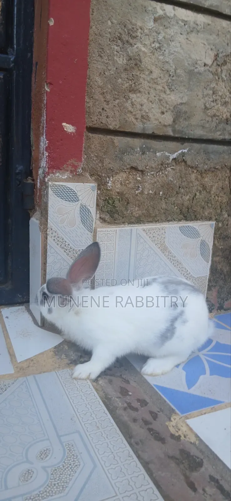 Giant Checkered Male 3 Months Old