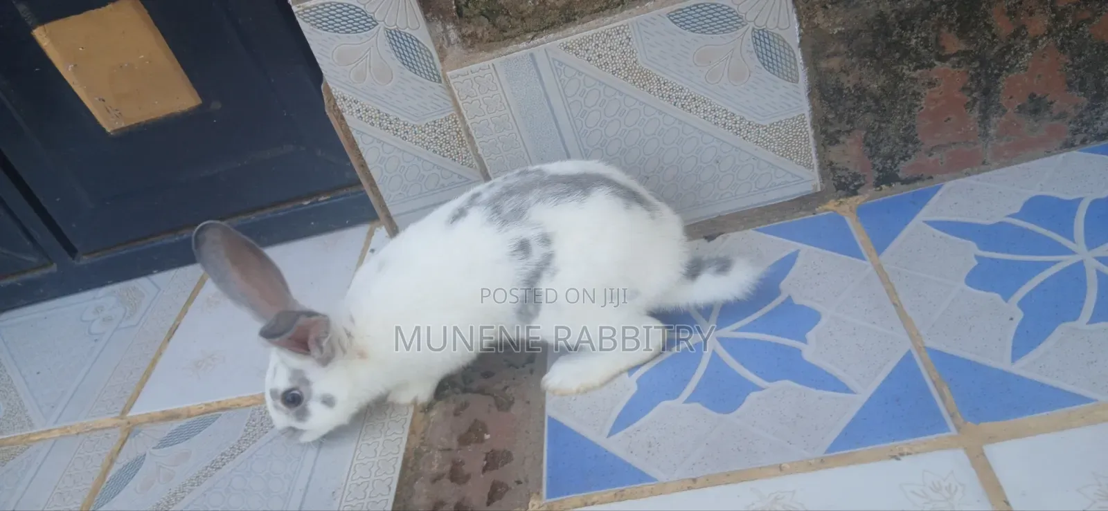 Giant Checkered Male 3 Months Old