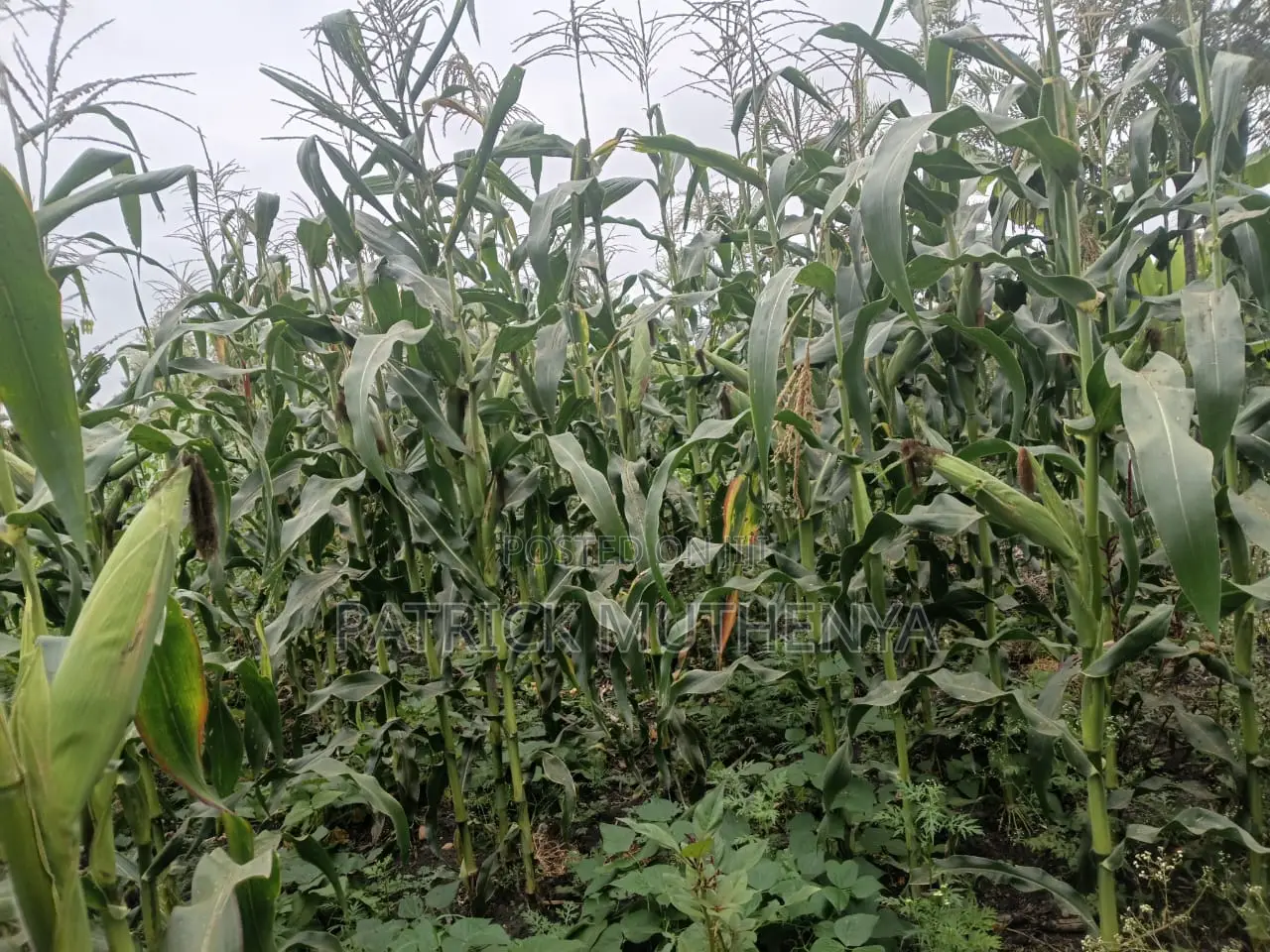 Green Maize for Sale