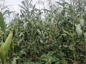 Green Maize for Sale