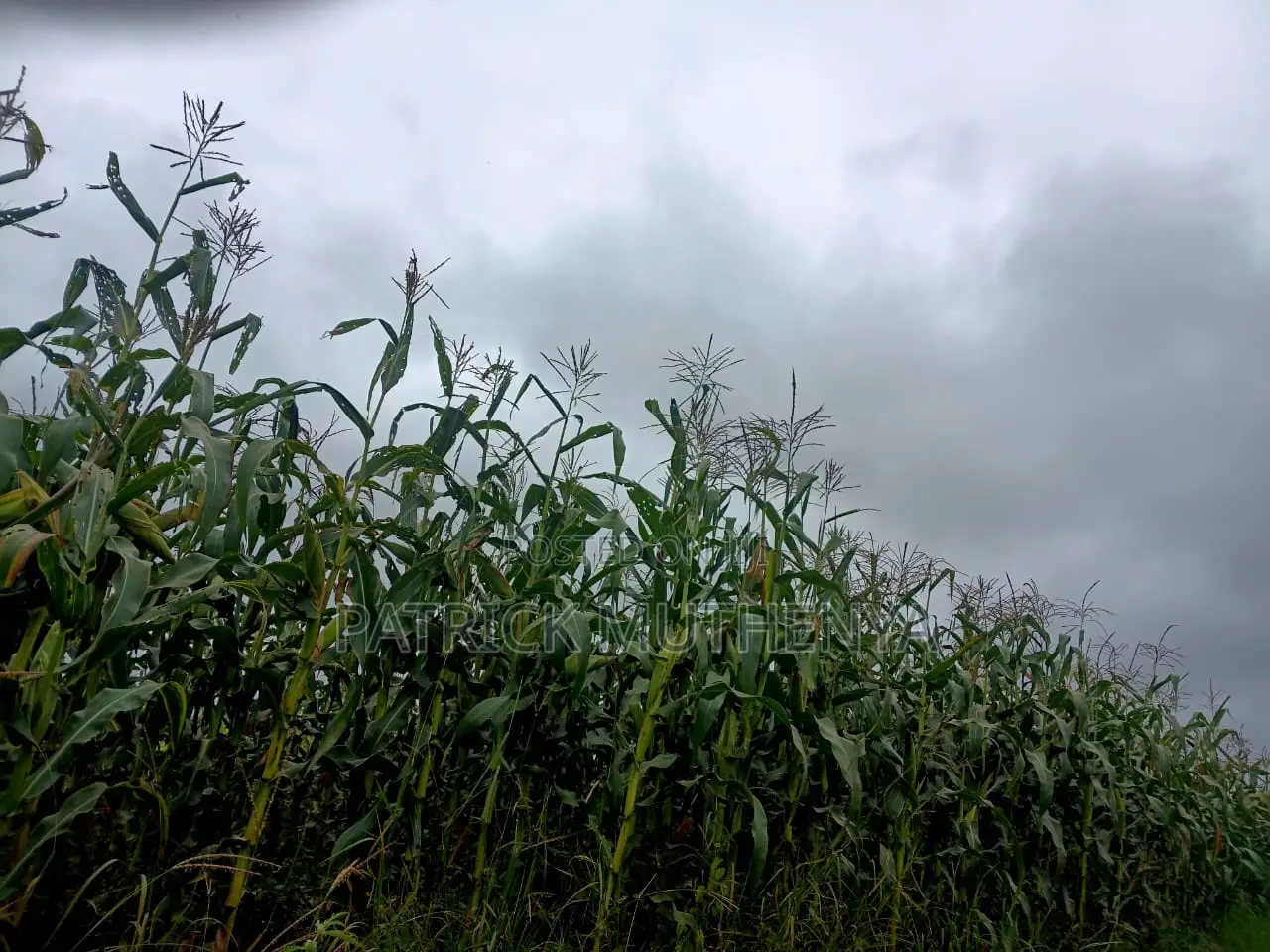 Green Maize for Sale