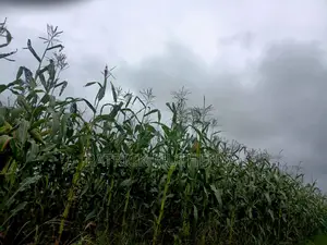 Green Maize for Sale