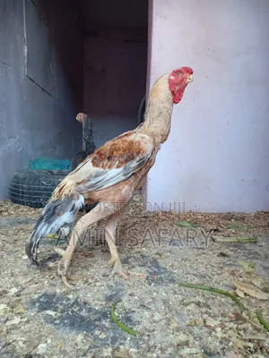 Kuchi Chicken