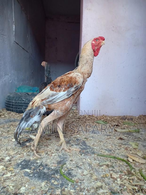 Kuchi Chicken - thumbnail 2