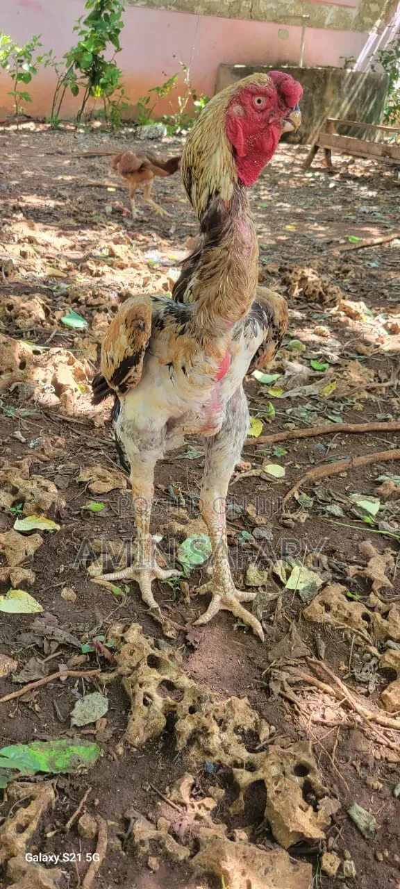 Kuchi Chicken
