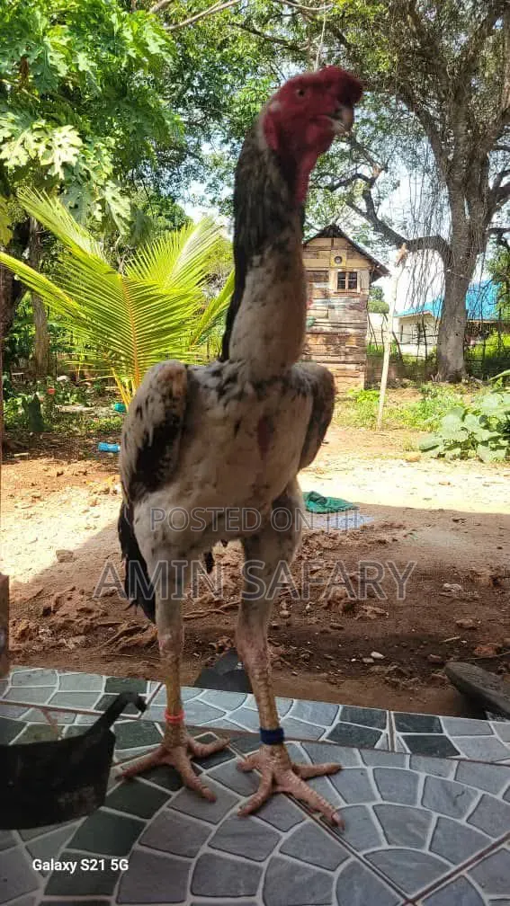 Kuchi Chicken