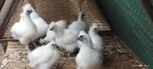Silky Bantams