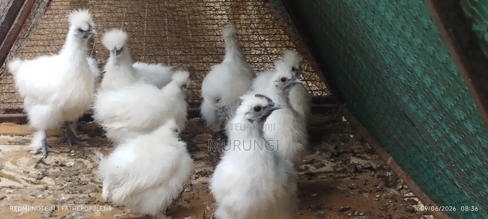 Silky Bantams