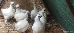 Silky Bantams