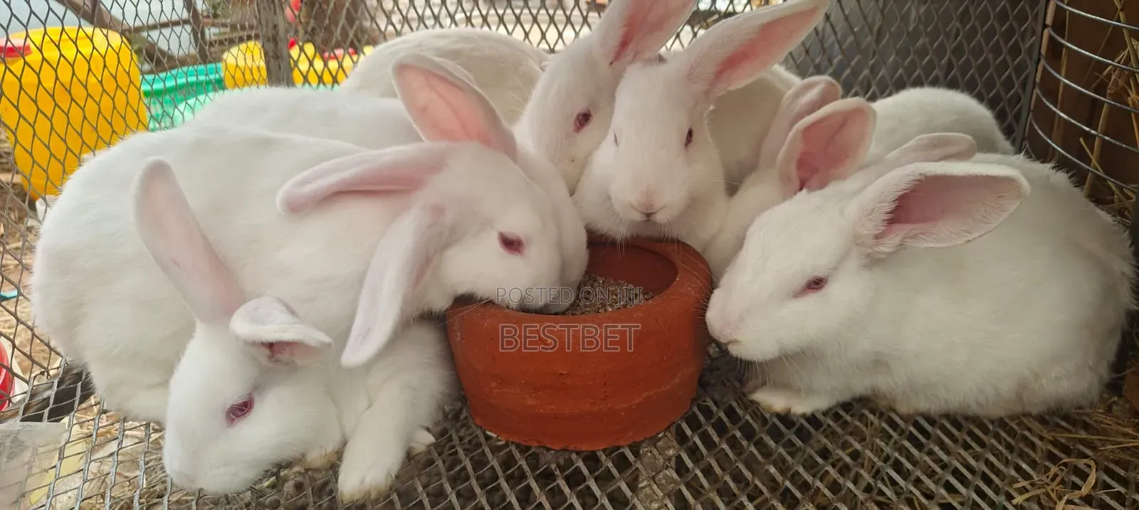 Quality Rabbits for Breeding and Meat