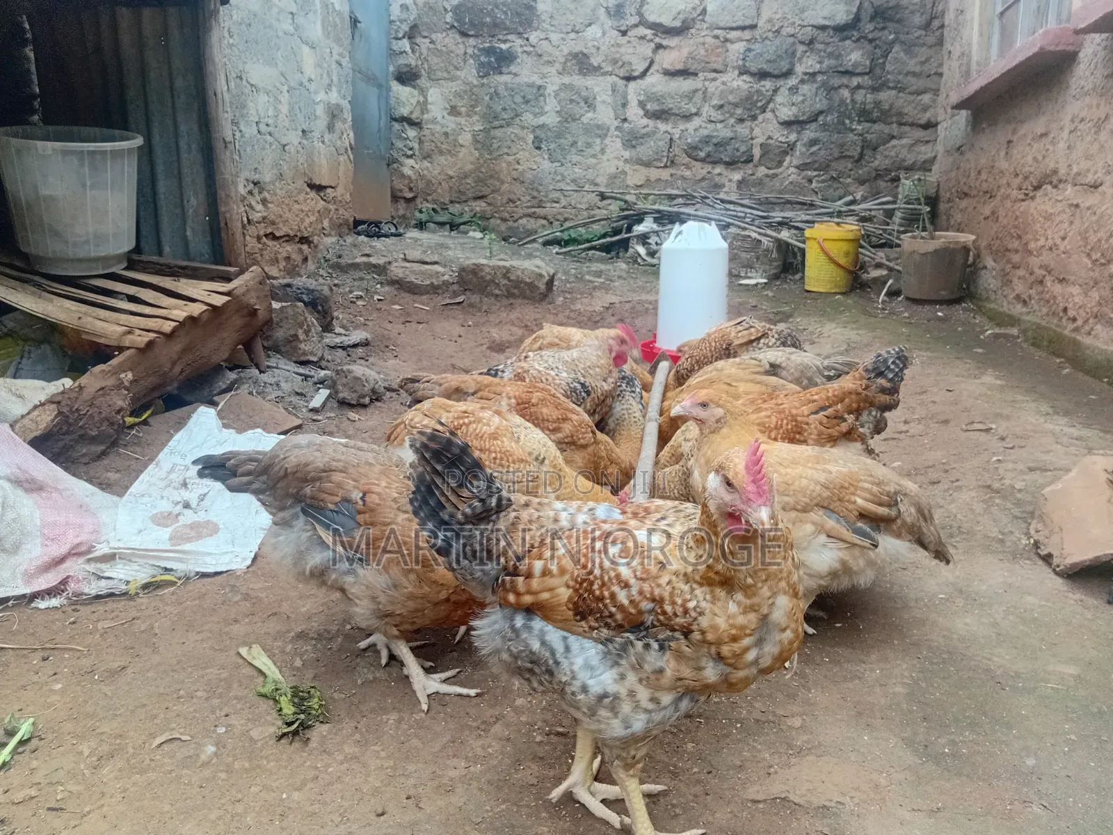 Kenbro Kienyeji Chickens