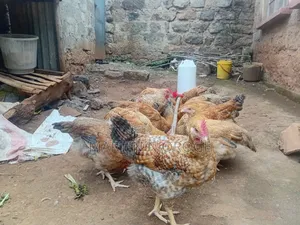 Kenbro Kienyeji Chickens