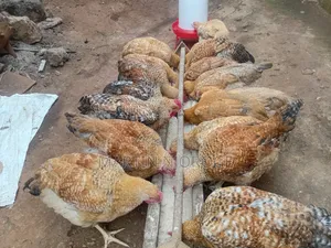Kenbro Kienyeji Chickens