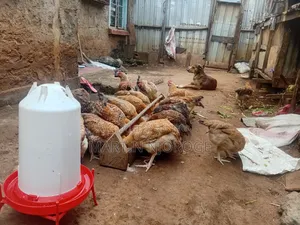 Kenbro Kienyeji Chickens