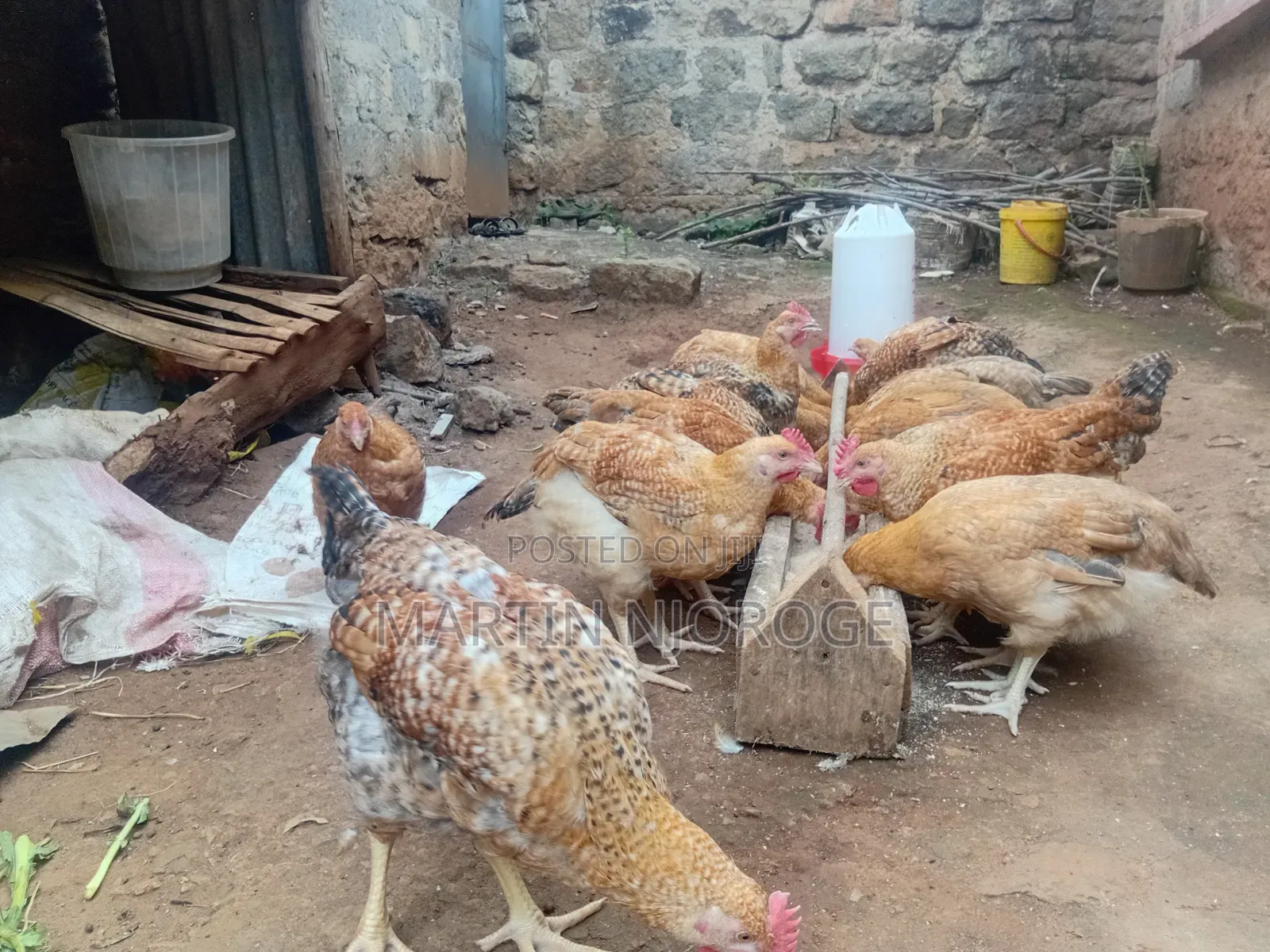 Kenbro Kienyeji Chickens