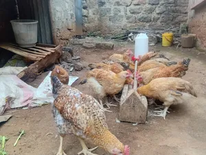 Kenbro Kienyeji Chickens