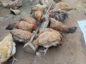Kenbro Kienyeji Chickens