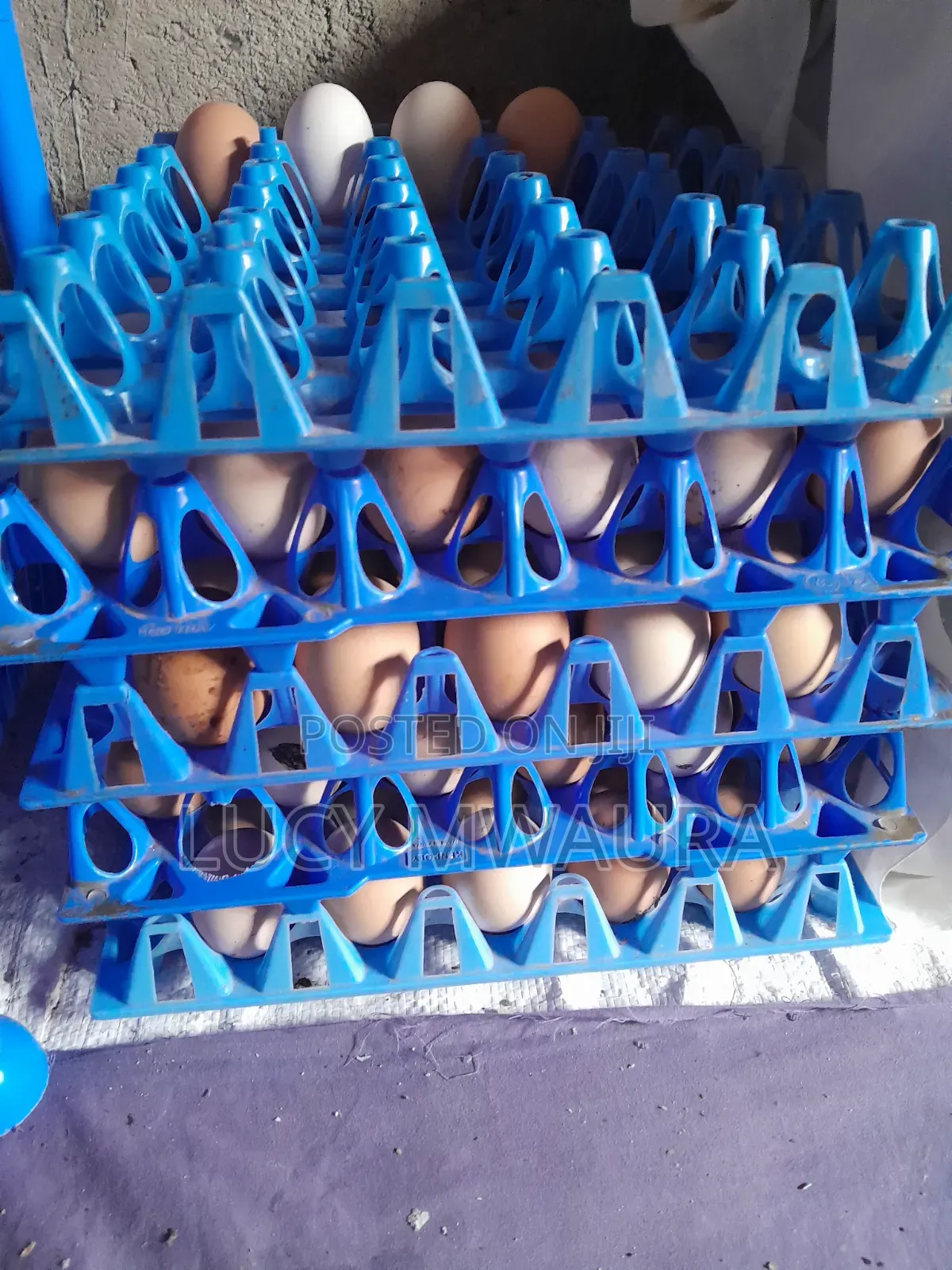 Kienyeji Eggs Available